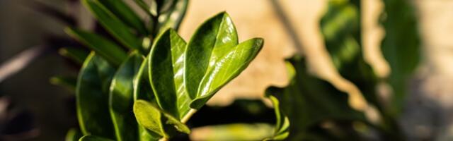 Pelcer ove biljke nabavite pre Nove godine: Zeleni magnet za NOVAC