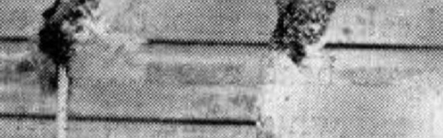 Notorno sumorni eksperiment sa ćurkama dokazuje da će pokušati da imaju seks sa bilo čim!