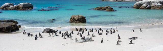 Godinu Dobre Nade dočekujemo u Kejptaunu!