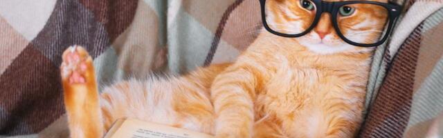 100 zanimljivih činjenica o mačkama