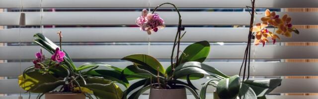 Da vam orhideja ponovo procveta: Tajna je u ovoj tečnosti
