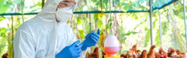 Prvi slučaj ptičjeg gripa kod deteta: Virus rašireniji nego što se mislilo