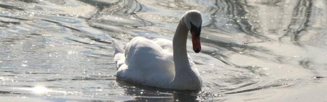 Još sutra moguća kiša u Novom Sadu, za vikend toplije i vedrije, od nedelje preko 20 stepeni