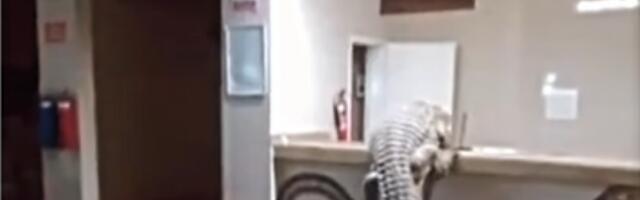 KULTURNO UŠAO, OTIŠAO DO BIFEA, PA ZASEO ZA ŠVEDSKI STO! Krokodil ušetao u poznati hotel i postao svetska senzacija - LJUDI GLEDAJU I NE VERUJU! (VIDEO)