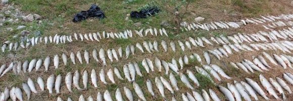 Ispituje se uzrok uginuća ribe u Kolubari: Inspekcija za zaštitu životne sredine odmah reagovala