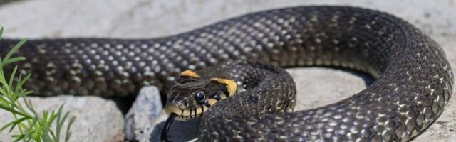 Zmije se najviše plaše mirisa ove tečnosti: Odmah će BEŽATI iz vašeg dvorišta