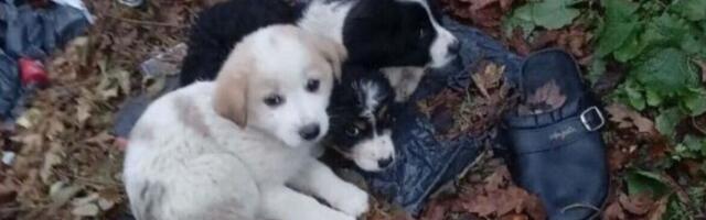 Apel iz Zaječara: Potrebna pomoć, šest štenaca ZABORAVLJENO NA KIŠI između Velikog Izvora i Halova