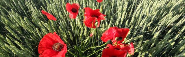 Novi kralj vojvođanskih njiva? Atari se "crvene", mak potiskuje kukuruz i soju, zarada diktira novi trend