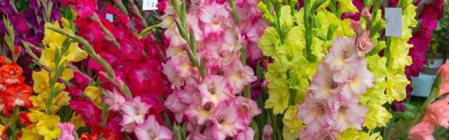 Najlepši cvet koji se sadi u martu! Uz nekoliko trikova gladiola će cvetati kao luda