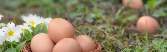Zakopajte jaje u zemlju i iznenadićete se rezultatom: Komšiluk nije mogao da poveruje u ono što je usledilo, evo šta se dogodilo