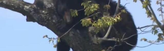 USRED GRADA SE POPEO NA DRVO, SAOBRAĆAJ ODMAH ZAUSTAVLJEN: Strašan snimak divlje životinje zapalio mreže (VIDEO)