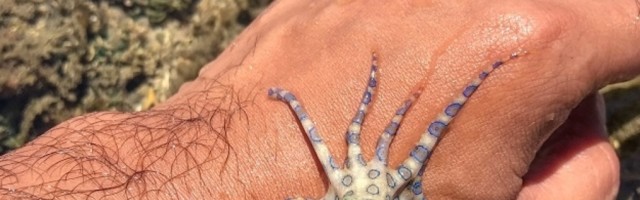 Igrala se sa životom dok je pokušala da snimi TikTok video, držeći najotrovniju hobotnicu nije bila ni svesna šta će joj se dogoditi!