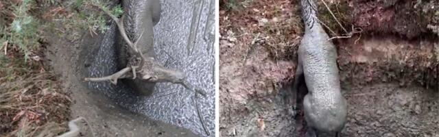 Sandžak: Spasen jelen iz živog blata, morali konopac da mu vežu za rogove