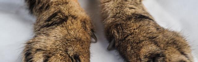 Šokantne promene u evropskoj zemlji: Svako ko ima ovakvog ljubimca moraće da ga se reši zbog bizarnog razloga