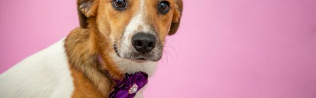 Ženke pasa strože od sudija: Čak 83 posto četvoronožnih dama skenira ljude bolje od rendgena