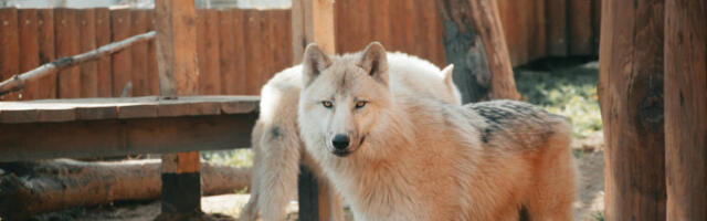 САД: дете лакше повређено након што се приближило вуковима у зоо врту