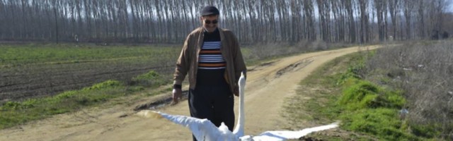 Prijateljstvo poštara i labuda traje 37 godina - razlog je veći od života