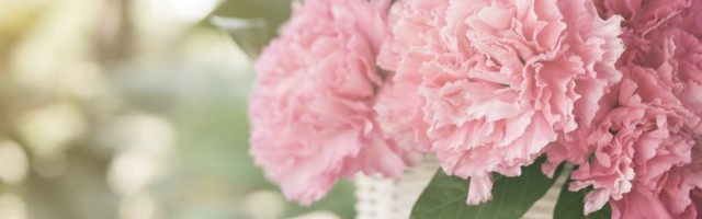 Simbol iskonske majčine ljubavi i napresušne ženske snage: Zašto se danas poklanjaju karanfili?