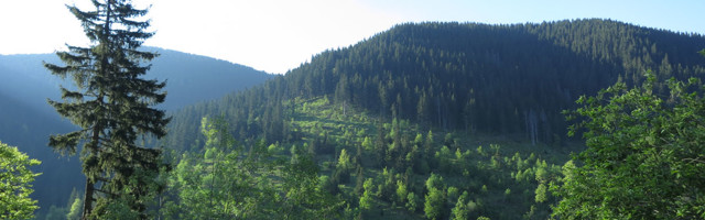 Nacionalni parkovi u Srbiji: Da li se moraju seći šume kako bi se zaradilo?