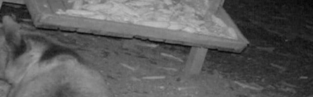 Medved izašao na magistralni put, a onda je naišao auto!