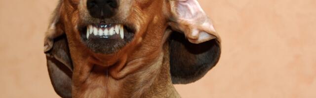 Top 10 najopasnijih pasa