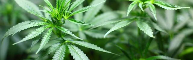 Nemačka na korak do legalizacije marihuane