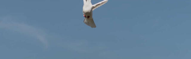 Večeras u galeriji Artium treća izložba fotografija u organizaciji Glasa Šumadije
