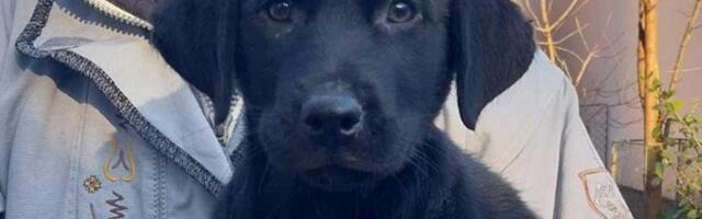 Udomi, ne kupuj: Gica je vesela, razigrana i svakog dana širi radost