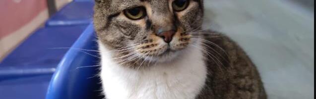 TUGA! PREMINULA MAČKA LJUBICA: Simbol dvorane Pionir, košarke, Zvezde...  Oglasila se i Evroliga