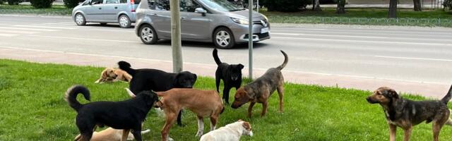 Devojku (20) napao čopor pasa u blizini bazena, zadobila povrede noge