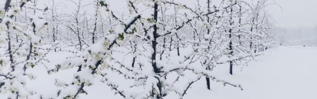 Nestvarne zimske scene iz Kotraže: RHMZ upozorava na kritičnih 36 sati pred nama