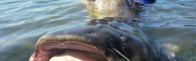 Ulovljena đerdapska neman od 113 kilograma! Alasi kod Donjeg Milanovca izvukli čudovište iz Dunava, borba bila epska!
