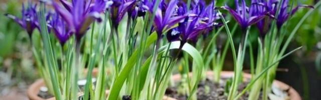 Iris tera zle sile i štiti dom: Sadi se u aprilu, a 2 stvari su ključne kako bi cvetao kao lud