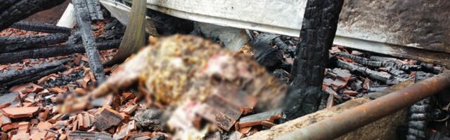 Језиве слике мртвих животиња након пожара у Коњевићима, трага се за биком од 400 килограма који је побегао од ватре