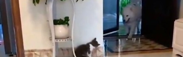 (VIDEO) Pas je ulazio u kuću, a mačka je odlučila da mu priredi podvalu: Pogledajte i kakvu!