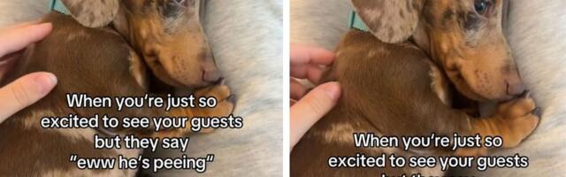 Više od 26 miliona ljudi gledalo najnežniji video na svetu: Pas imao peh zbog velike sreće, pa se postideo