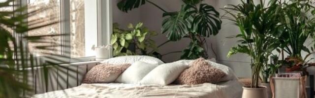 Prirodni ventilator: 5 sobnih biljaka koje rashlađuju - zaboravićete na klimu (FOTO)