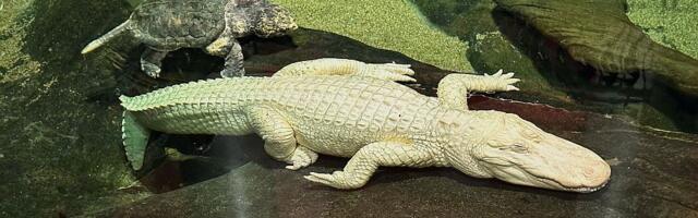 VIDEO: Uginuo Klod - jedan od retkih albino aligatora na svetu i maskota San Franciska