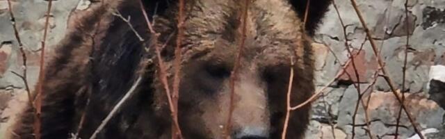 Divlji medved živeo 37 dana ispod kuće u Los Anđelesu: Stručnjaci ga "iselili" na maštovit način