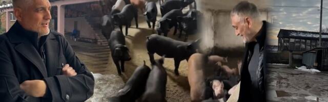 Čeda i Aca među svinjama, Jovanović postavio uslov Kosu: "Je l' ti jasno?" (VIDEO)