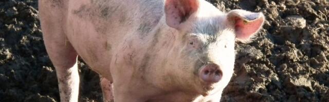 Svinjetina je skupa, ali su proizvođači siromašni: Zašto?