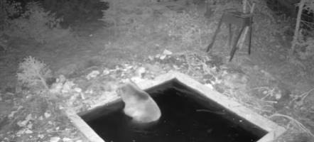 "SPA ZA MEDVEDE" Kamere snimile nesvakidašnji prizor! Ovako zveri uživaju na Jadovniku, kao u pravoj banji, meda se napio vode pa ušao u bazenčić (VIDEO)