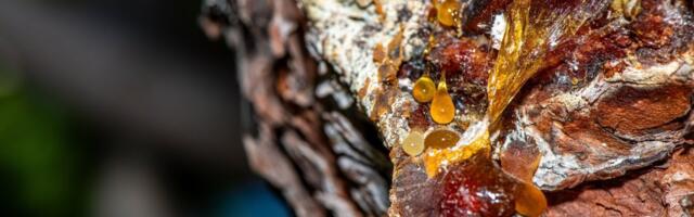 Smola iz brezine kore leči kožne infekcije: Nećete verovati ko je ovaj "lepak" prvi koristio