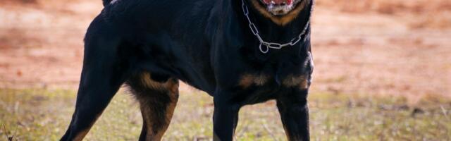 Nekim psima SEKU SE REPOVI uprkos zabrani: Da li je važnija moralna ili estetska odluka o izgledu psa