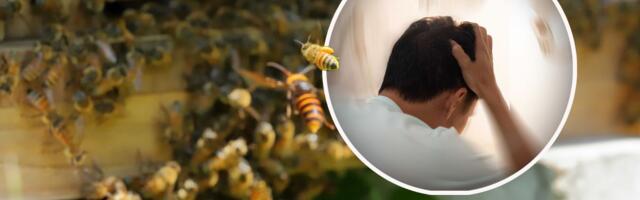 Swarm of wasps attacks and kills man in suburban Belgrade