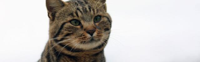 Mačka gleda Olimpijske igre! Hit na mrežama - pogledajte njenu reakciju (FOTO)