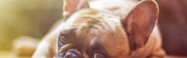 "Kad moje uši čuju muziku na struju!" Ovaj pas ima NEVEROVATNU koreografiju