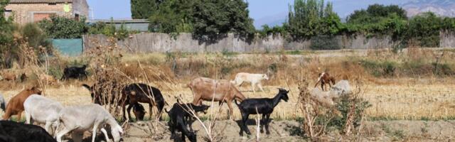 Misterija koja zbunjuje naučnike: Kako su ove koze 200 godina opstale bez kapi vode