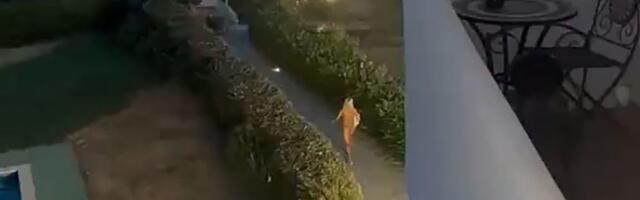Tigar krišom snimio Jovanu Jeremić na plaži! Kad je video šta radi usred noći, ostao u šoku: "Ona je monstrum"