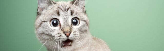 Najpopularnije frizure koje žene ne nose na glavi